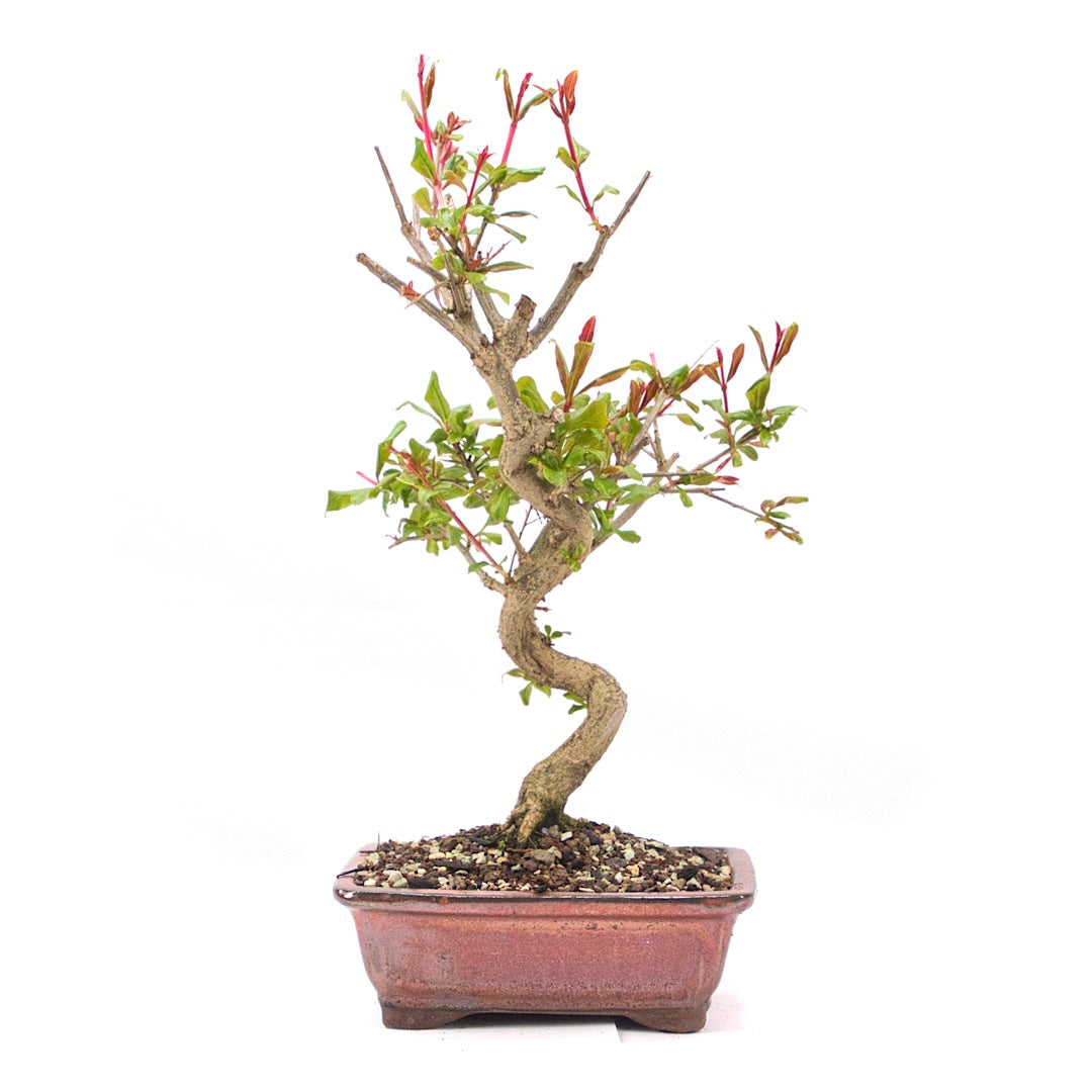 Granatapfel 'Punica granatum'